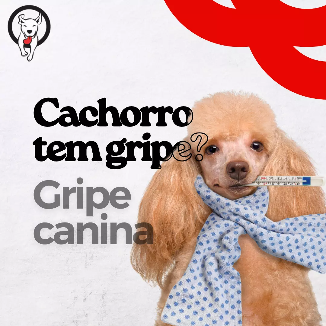 Cachorro tem gripe? Gripe canina